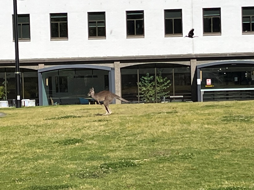 Photograph of a Kangaroo being chased by a magpie outside of the Law Library